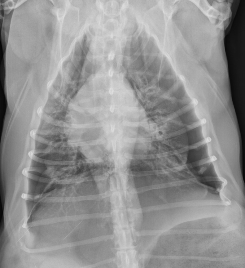 worka/vanillajswheelzoom